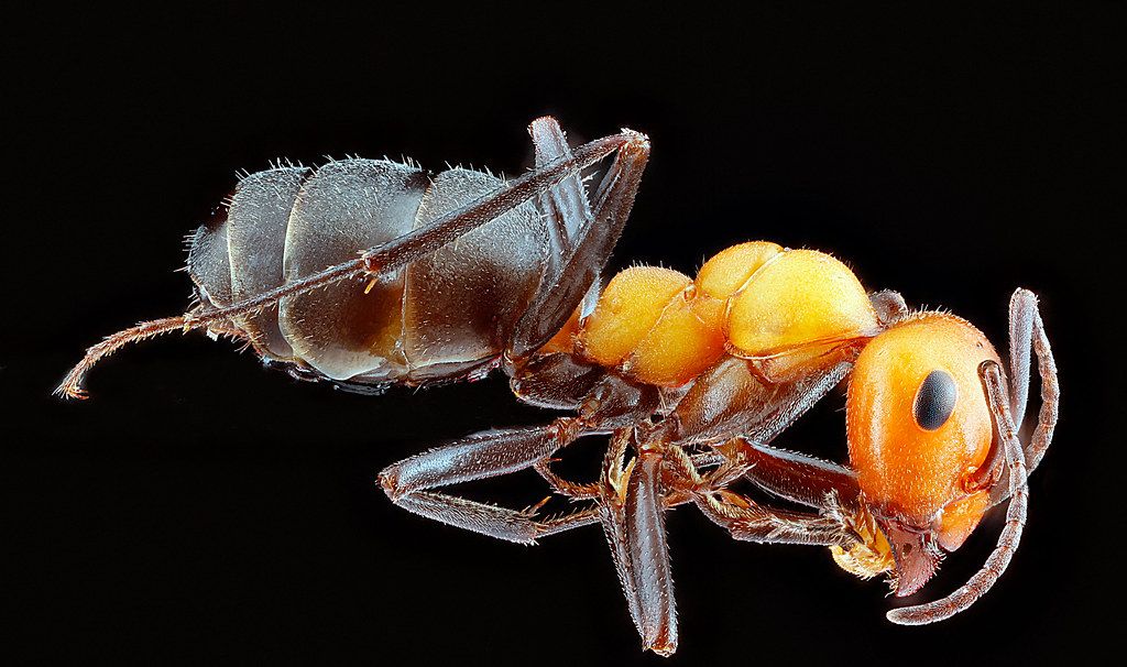 Ant Control service in Sandy Springs, GA