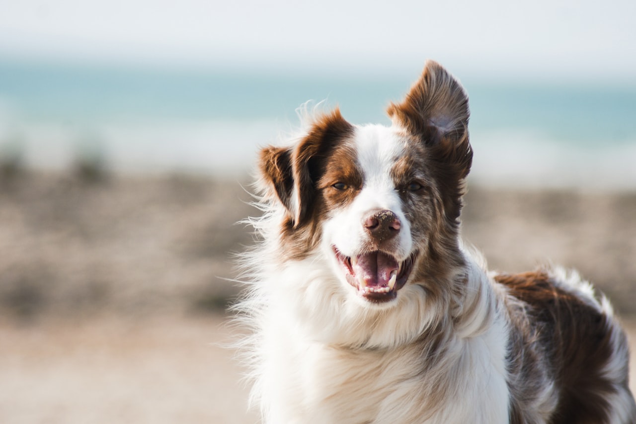 Flea & Tick Control service in Sandy Springs, GA