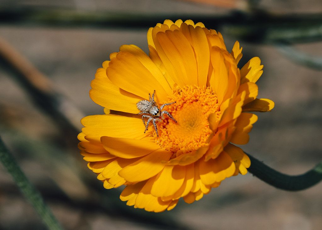 Spider Control service in Sandy Springs, GA